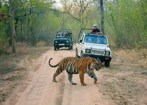 Guide de Voyage Sur La Vie Sauvage en Inde