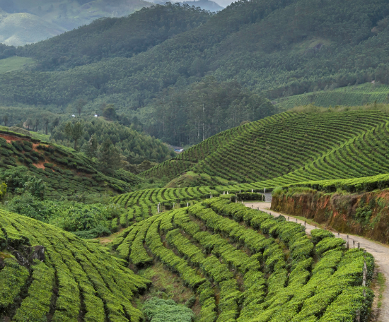 L’ ultime guide de voyage du Kerala!!