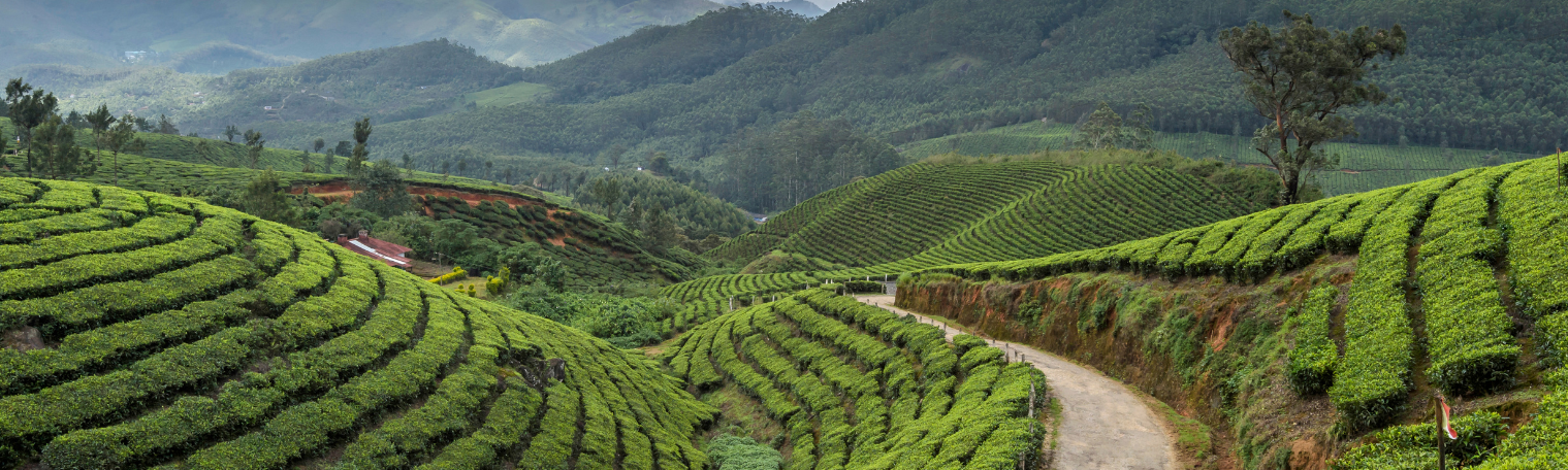 L’ ultime guide de voyage du Kerala