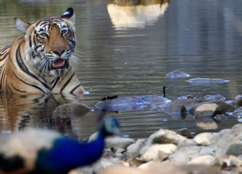 Les meilleurs endroits pour voir les tigres en Inde