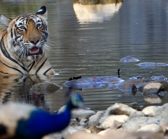 Les meilleurs endroits pour voir les tigres en Inde