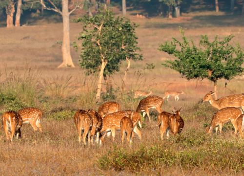 Parc National de Kanha, Inde