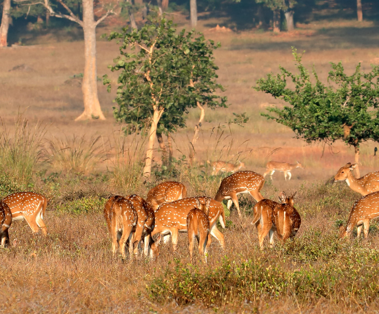 Parc National de Kanha, Inde