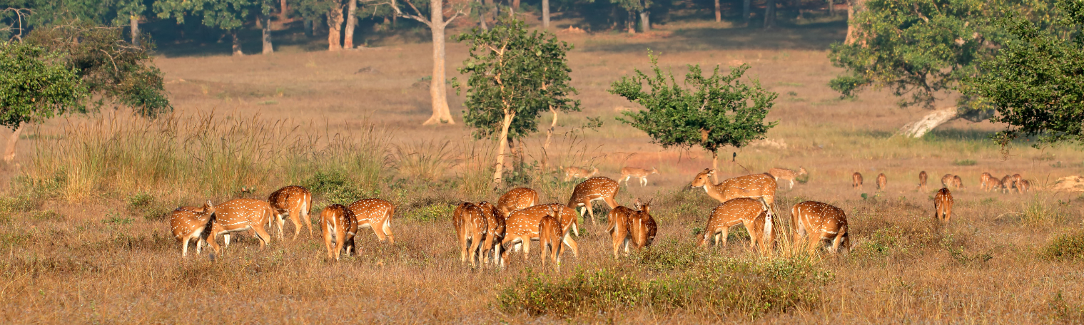 Parc National de Kanha, Inde