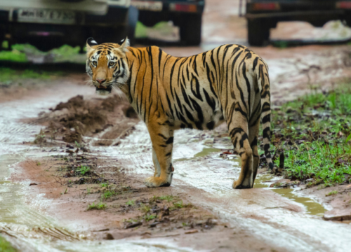 Tiger Safari en Inde du Nord