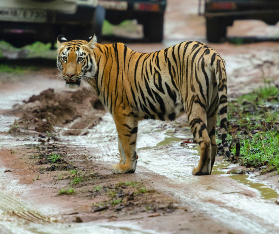 Tiger Safari en Inde du Nord