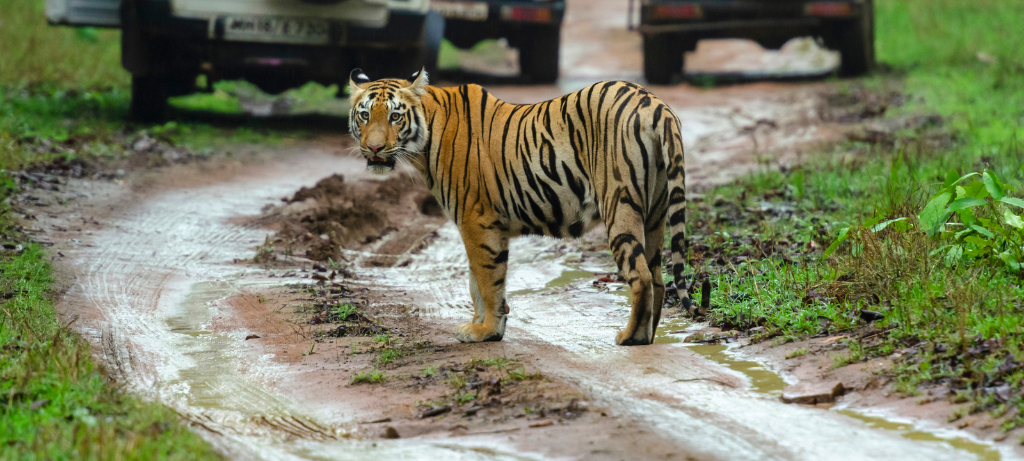 Tiger Safari en Inde du Nord