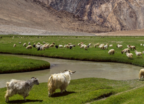Que visiter au Ladakh ?