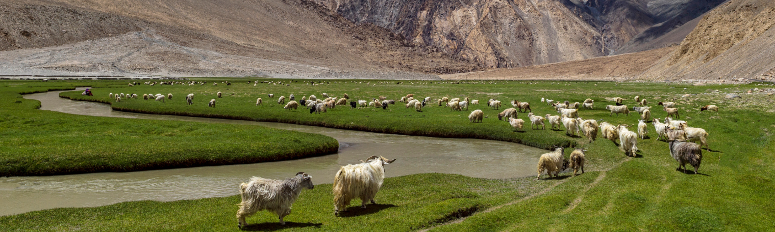 Que visiter au Ladakh