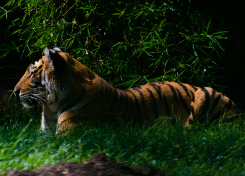 Safari de Tigres en Inde dans le Parc National de Ranthambore