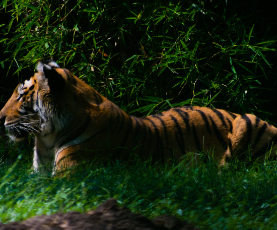 Safari de Tigres en Inde dans le Parc National de Ranthambore