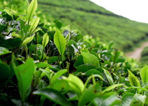 Voyage luxe Sikkim et Darjeeling