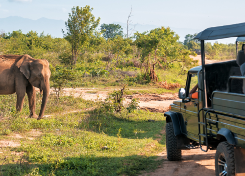 La Meilleure Expérience de Safari en Inde