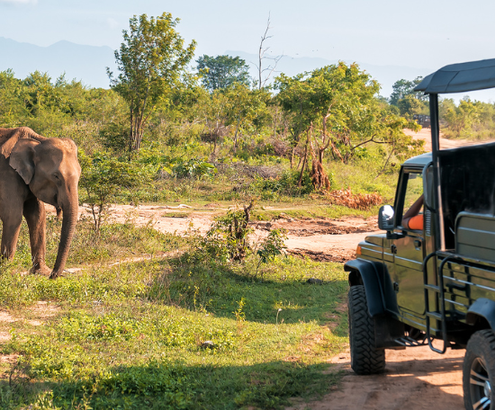 La Meilleure Expérience de Safari en Inde
