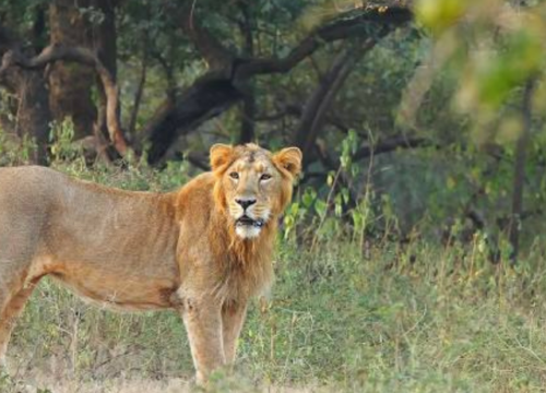 À la découverte du parc national de Gir