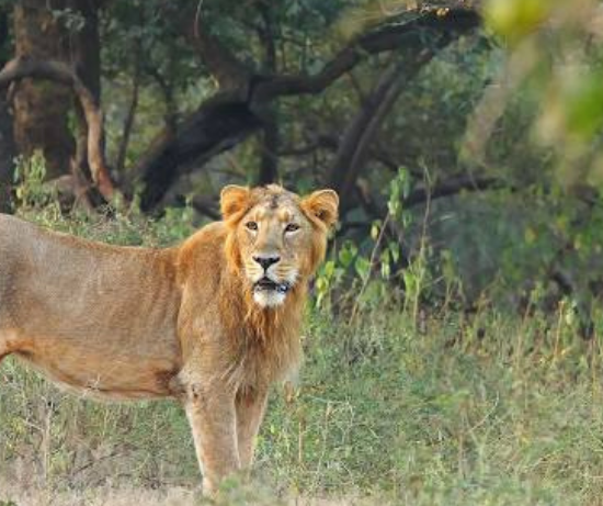 À la découverte du parc national de Gir