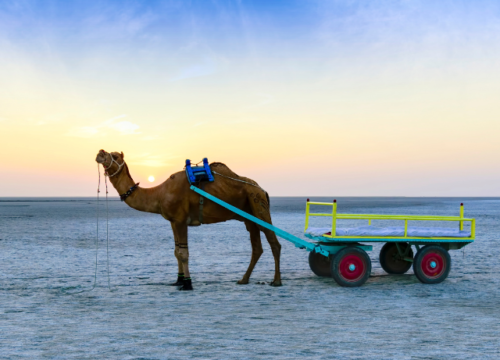 Guide de voyage du Rann de Kutch