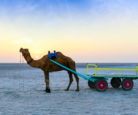 Guide de voyage du Rann de Kutch