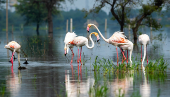 Bharatpur and Keoladeo National Park