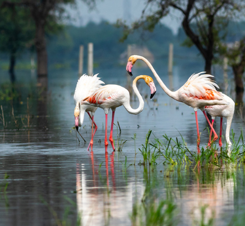 Bharatpur and Keoladeo National Park