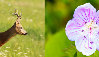 LA FAUNE ET LA FLORE DU NORD DE L’INDE