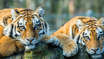 Le Pays du Tigre-Un Voyage à Travers les Parcs Nationaux de l’Inde