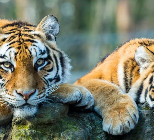 Le Pays du Tigre-Un Voyage à Travers les Parcs Nationaux de l’Inde