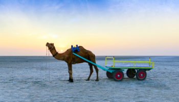 Le Rann de Kutch