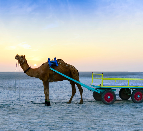 Le Rann de Kutch