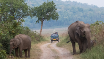 Le parc national Jim Corbett, Uttarakhand