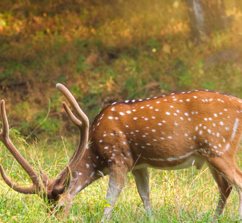 Parc national de Kanha Madhya Pradesh