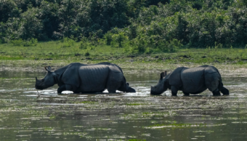 Parc national de Kaziranga – Assam