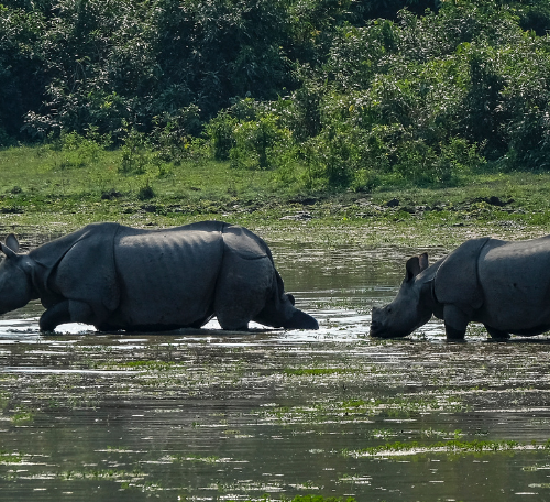 Parc national de Kaziranga – Assam
