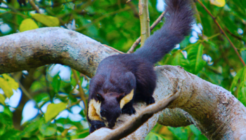 Parc national de Nameri – Assam
