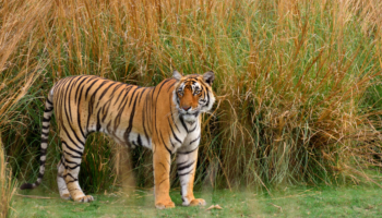 Parc national de Ranthambore