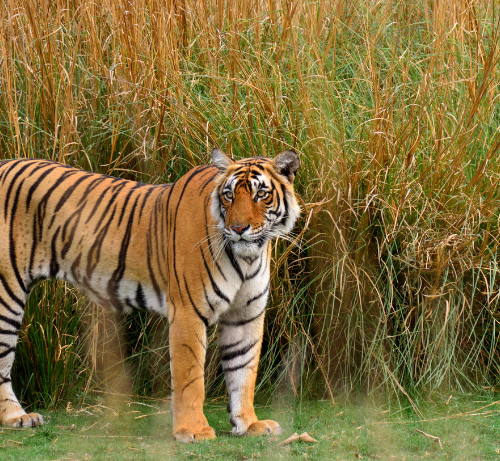 Parc national de Ranthambore