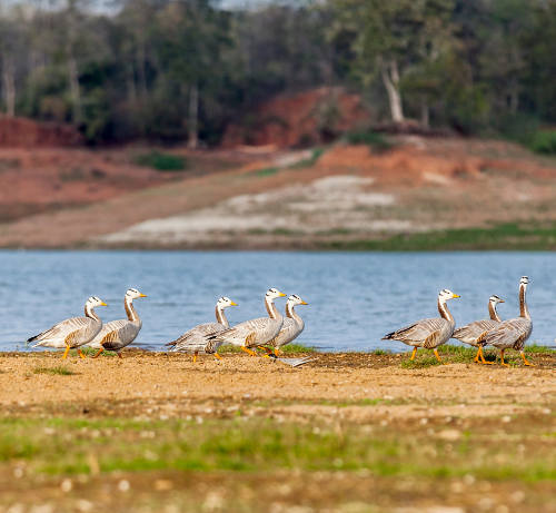 Parc national de Satpura