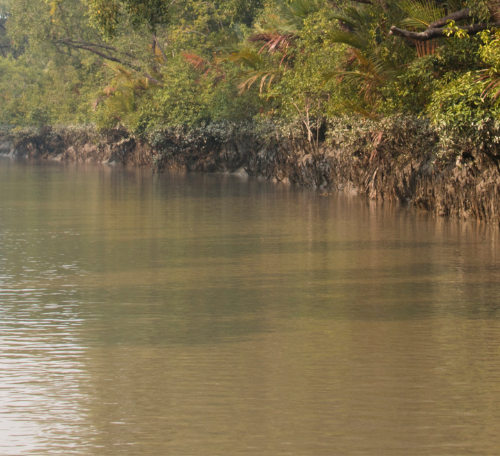 Parc national des Sundarbans-Bengale occidental