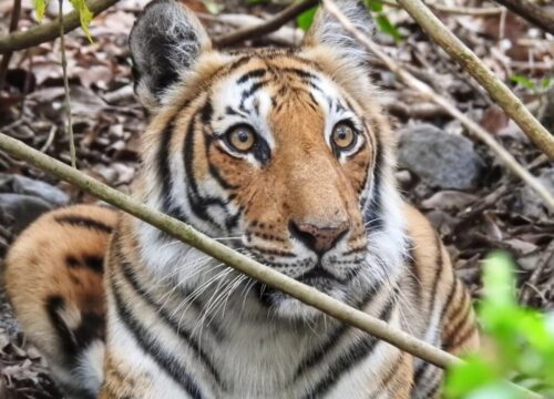 Les meilleurs parcs nationaux du Rajasthan
