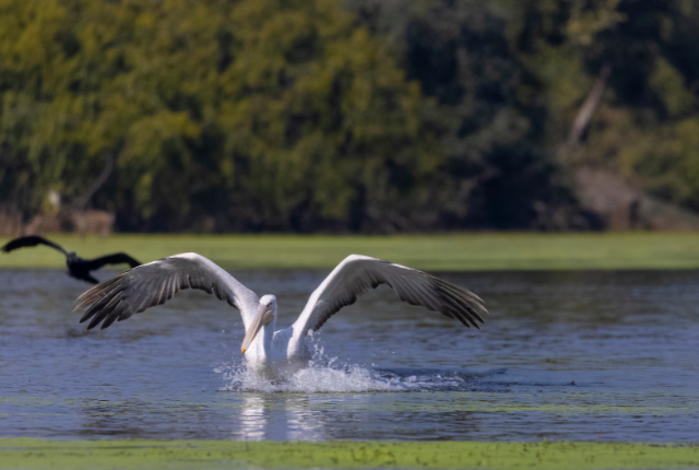 Bharatpur et Keoladeo