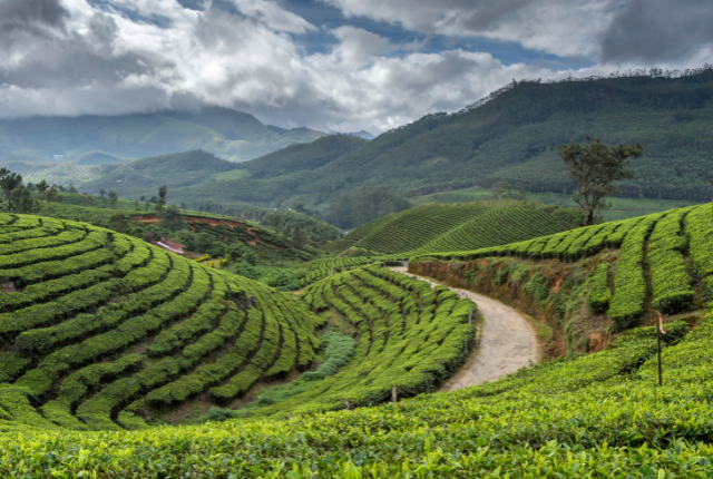 Kerala Travel Guide