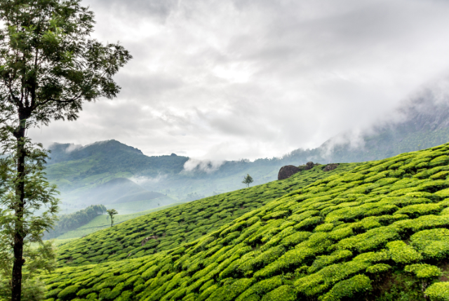 Nature in Kerala