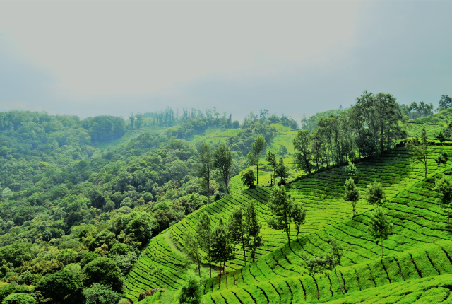 Nature in Kerala