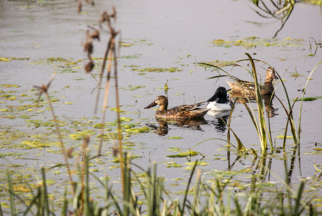 Parc national de Bharatpur et Keoladeo