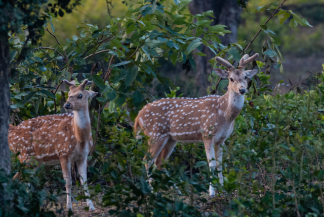 national Jim Corbett uttarakhand