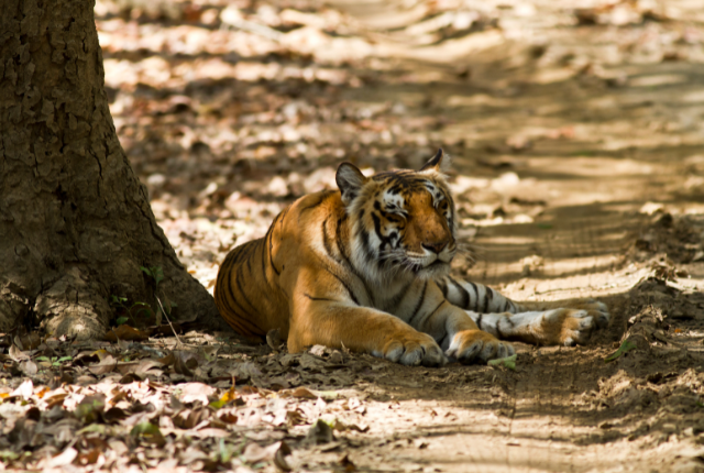 national Jim Corbett