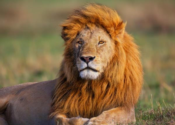 Gir National Park