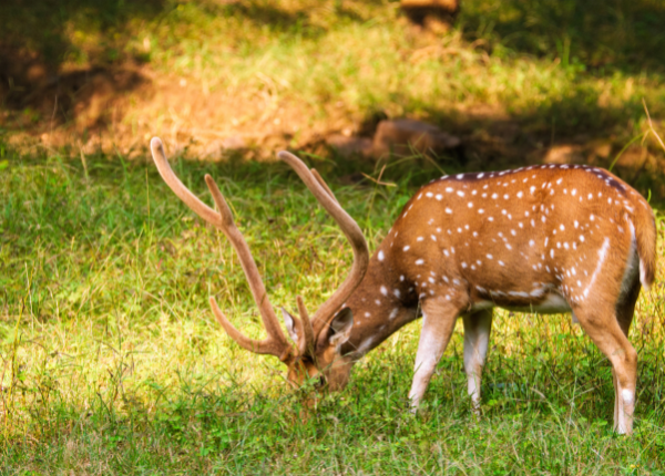 Ranthambore, Wildlife