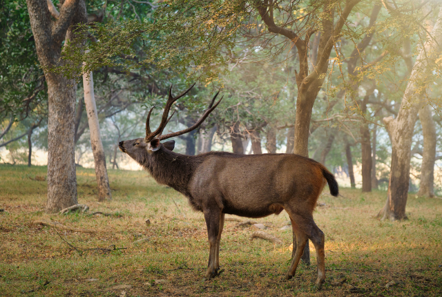 Ranthambore, wildlife