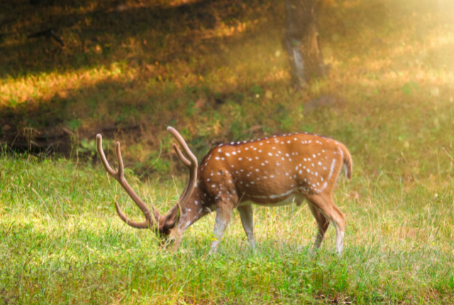 Tigres à Ranthambore, wildlife